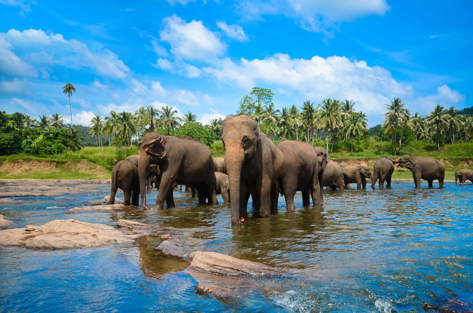 Пиннавела шри ланка. Слоновий питомник Шри Ланка Пиннавела. Шри Ланка Сигирия слон. Слоновий питомник на Шри Ланке.